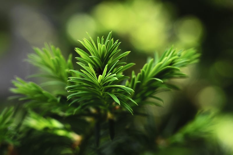 Mindfulness Image